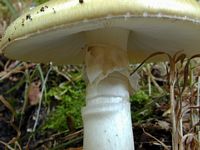 Amanite phalloïde. Lames et anneau. Cliquer pour agrandir l'image.