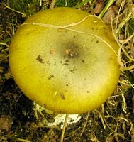 Amanite phalloïde. Chapeau. Cliquer pour agrandir l'image.