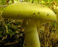 Amanite phalloïde. Chapeau vu de côté. Cliquer pour agrandir l'image.