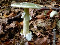 Amanite phalloïde. Cliquer pour agrandir l'image.