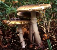 Amanite phalloïde. Cliquer pour agrandir l'image.