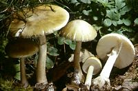 Amanite phalloïde. Cliquer pour agrandir l'image. Amanite phalloïde. Cliquer pour agrandir l'image.