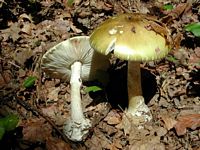 Amanite phalloïde. Cliquer pour agrandir l'image.
