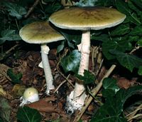 Amanite phalloïde. Cliquer pour agrandir l'image.
