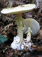 Amanite phalloïde. Cliquer pour agrandir l'image.
