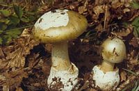 Amanite phalloïde. Cliquer pour agrandir l'image.