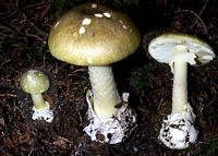 Amanite phalloïde. Cliquer pour agrandir l'image.