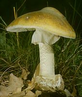 Amanite phalloïde. Cliquer pour agrandir l'image.