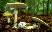 Amanite phalloïde. Cliquer pour agrandir l'image.