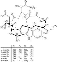 Amanite phalloïde. Amanitine. Cliquer pour agrandir l'image.