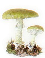 Amanite phalloïde. Dessin. Cliquer pour agrandir l'image.
