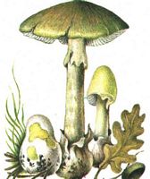 Amanite phalloïde. Dessin. Cliquer pour agrandir l'image.