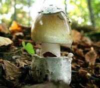 Amanite phalloïde. Cliquer pour agrandir l'image.