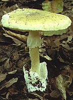 Amanite phalloïde. Cliquer pour agrandir l'image. Amanite phalloïde. Cliquer pour agrandir l'image.