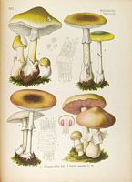Amanite phalloïde. Planche d'identification. Cliquer pour agrandir l'image.