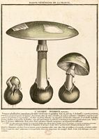 Amanite phalloïde. Planche d'identification Bulliard. Cliquer pour agrandir l'image.