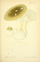 Amanite phalloïde. Planche d'identification Thomé 135b. Cliquer pour agrandir l'image.