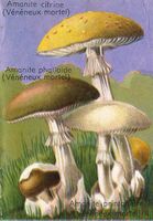 Amanite phalloïde. Dessin d'identification (avec amanite citrine et amanite printanière). Cliquer pour agrandir l'image.