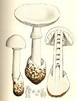 Amanite printanière. Dessin. Cliquer pour agrandir l'image.