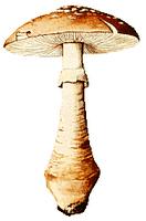 Dessin. Cliquer pour agrandir l'image.