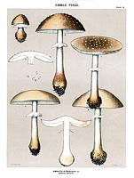 Amanite rougissante. Dessin d'identification. Cliquer pour agrandir l'image.