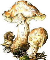 Amanite rougissante. Dessin. Cliquer pour agrandir l'image.