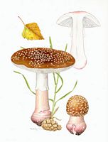 Amanite rougissante. Dessin. Cliquer pour agrandir l'image.