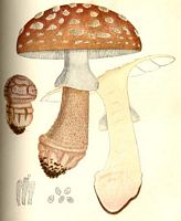 Amanite rougissante. Dessin. Cliquer pour agrandir l'image.