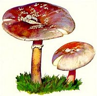 Amanite rougissante. Dessin. Cliquer pour agrandir l'image.
