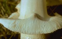 Amanite rougissante. Anneau. Cliquer pour agrandir l'image.