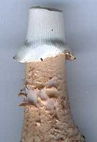 Amanite rougissante. Pied. Cliquer pour agrandir l'image.