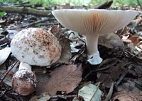 Amanite rougissante. Amanite rougissante (var. incarnata). Cliquer pour agrandir l'image.