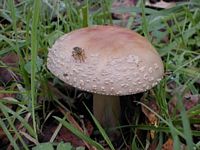 Amanite rougissante. Cliquer pour agrandir l'image.