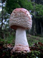 Amanite rougissante. Cliquer pour agrandir l'image.