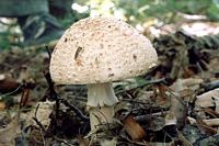 Amanite rougissante. Cliquer pour agrandir l'image.