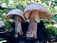 Amanite rougissante. Cliquer pour agrandir l'image.
