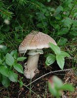 Amanite rougissante. Cliquer pour agrandir l'image.