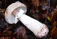 Amanite rougissante. Cliquer pour agrandir l'image.