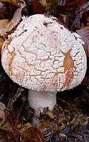 Amanite rougissante. Cliquer pour agrandir l'image.
