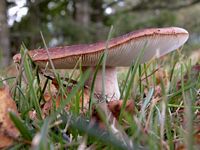 Amanite rougissante. Cliquer pour agrandir l'image. Amanite rougissante. Cliquer pour agrandir l'image.