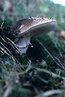 Amanite rougissante. Cliquer pour agrandir l'image.