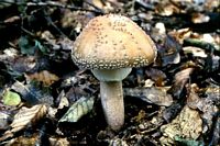 Amanite rougissante. Cliquer pour agrandir l'image.