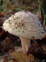 Amanite rougissante. Cliquer pour agrandir l'image.
