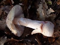 Amanite rougissante. Cliquer pour agrandir l'image.