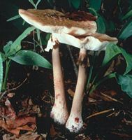 Amanite rougissante. Cliquer pour agrandir l'image.