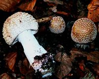 Amanite rougissante. Cliquer pour agrandir l'image.