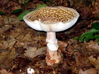 Amanite rougissante. Cliquer pour agrandir l'image.
