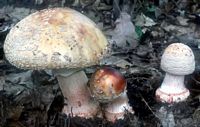 Amanite rougissante. Cliquer pour agrandir l'image.