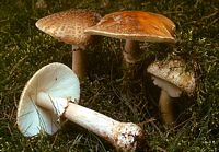 Amanite rougissante. Cliquer pour agrandir l'image.