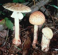 Amanite rougissante. Cliquer pour agrandir l'image. Amanite rougissante. Cliquer pour agrandir l'image.